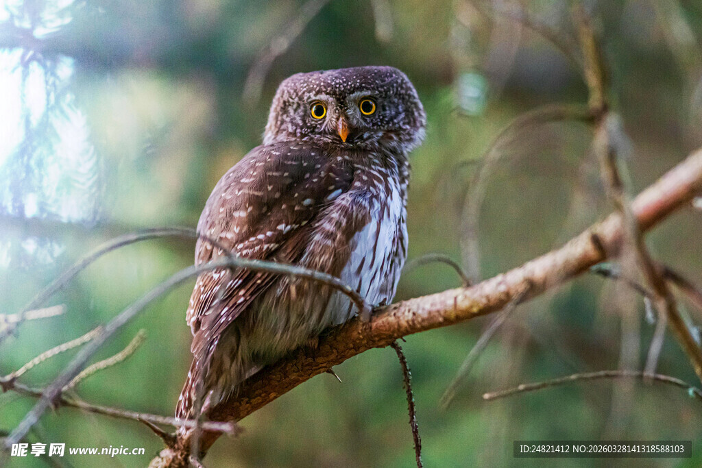 树枝上的猫头鹰