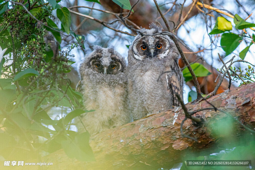 树枝上的双猫头鹰