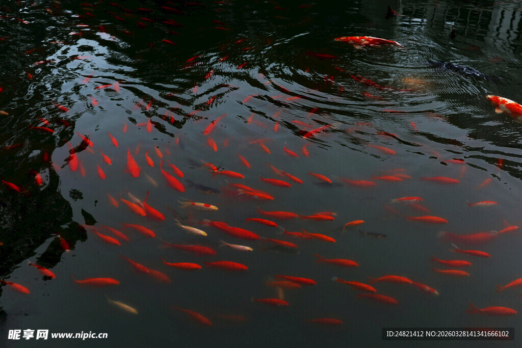 池塘中游动的成群红金鱼