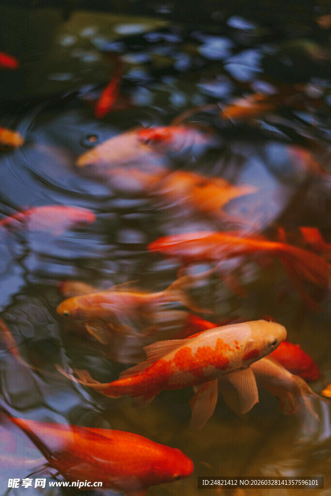 池塘中游动的多彩金鱼