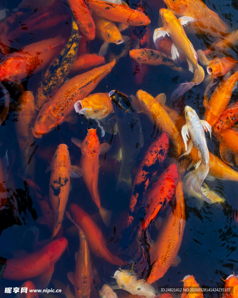 池塘中游动的多彩锦鲤鱼