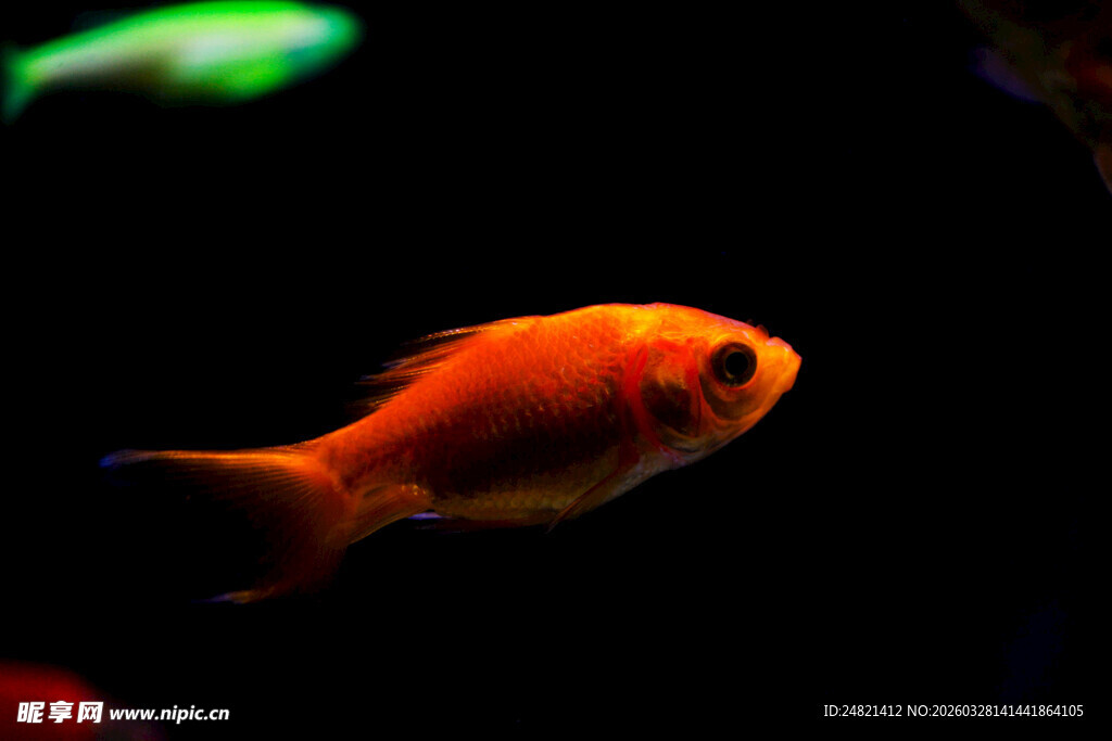 橙红色金鱼特写