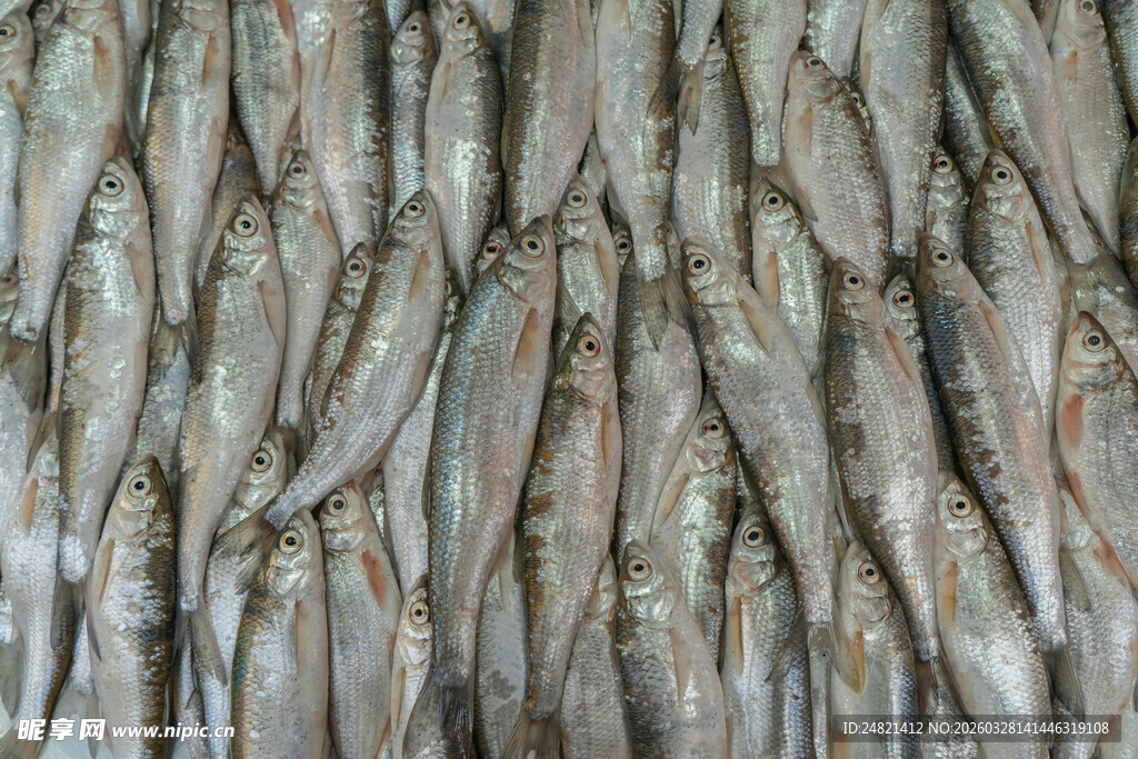 大量鲜虾整齐排列