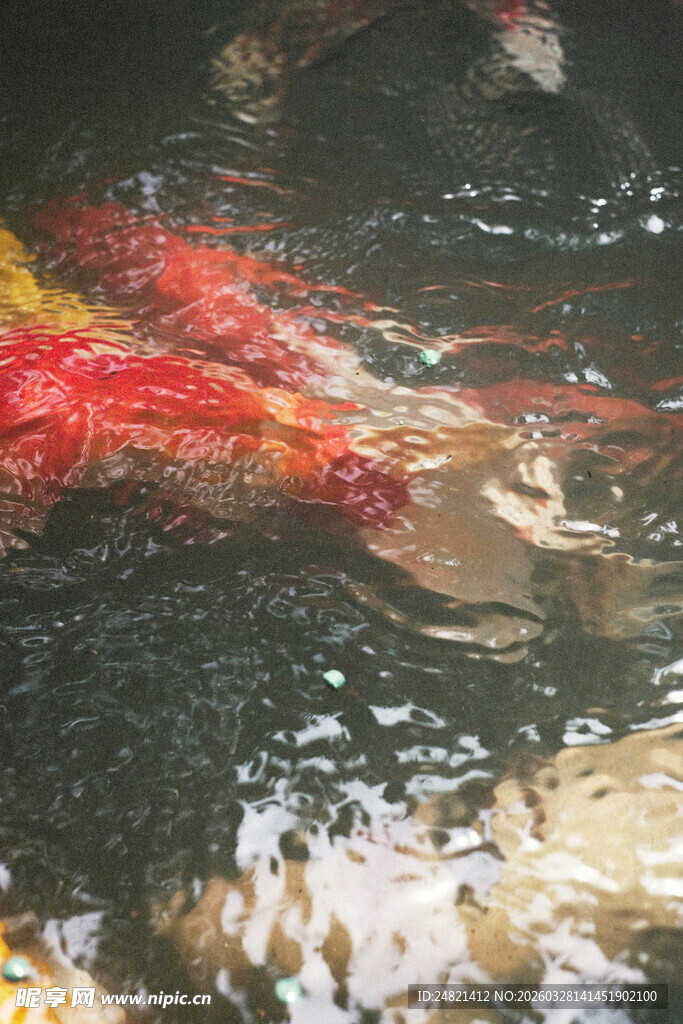 水中锦鲤舞动绚丽身姿