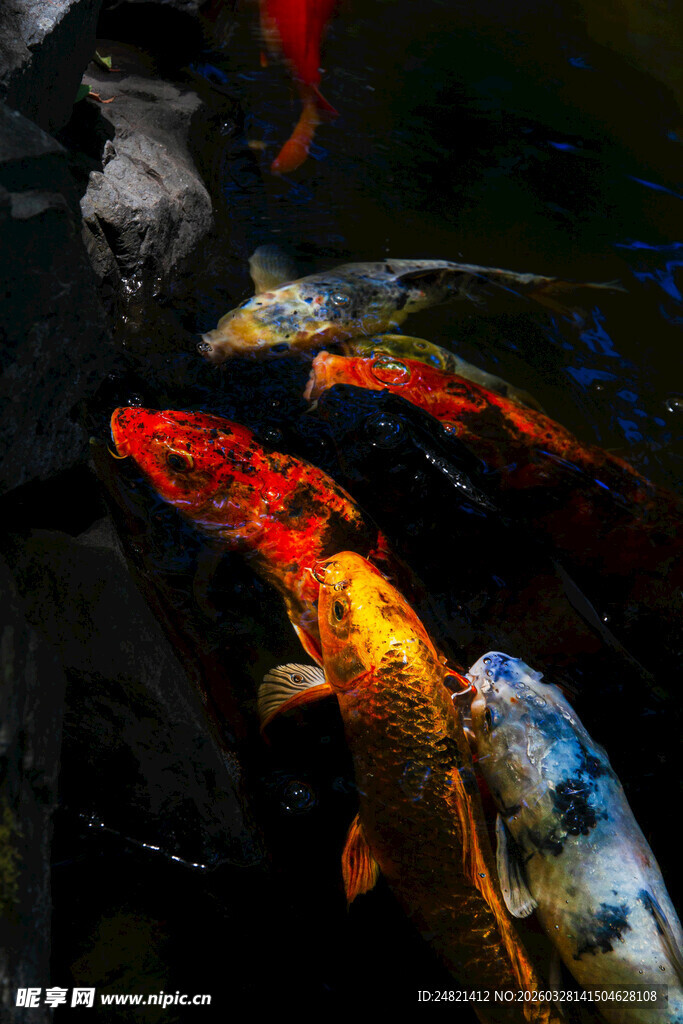 多彩锦鲤畅游于水中