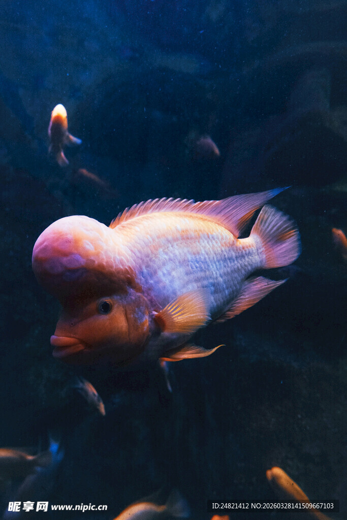 水族馆中多彩鱼类共游