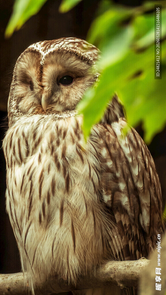 栖息枝头的猫头鹰
