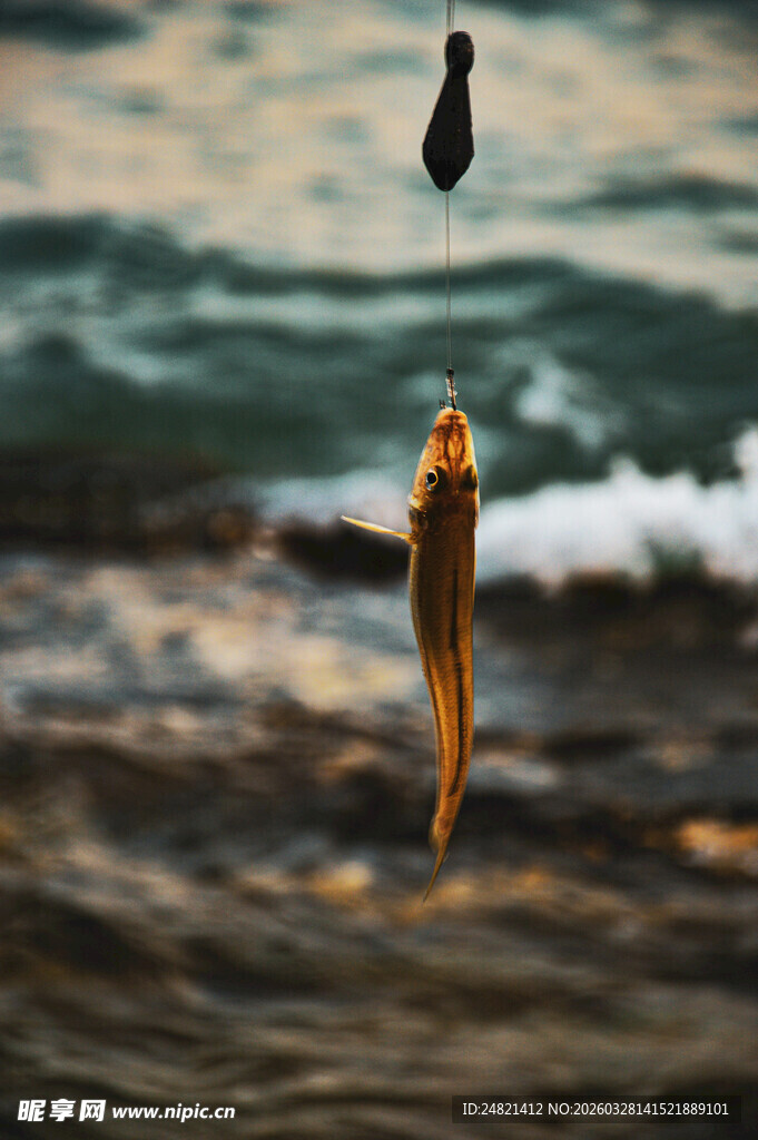 鱼钩挂着鱼与鱼饵