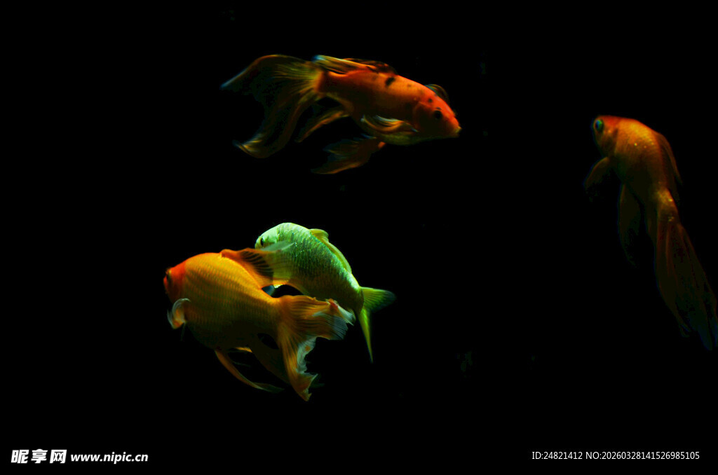 灵动金鱼在水中优雅游弋