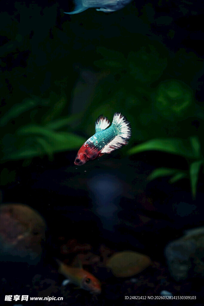 水中嬉戏的多彩小鱼