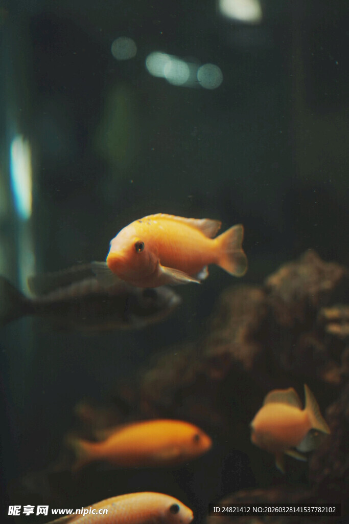 水中游弋的可爱橙色小鱼