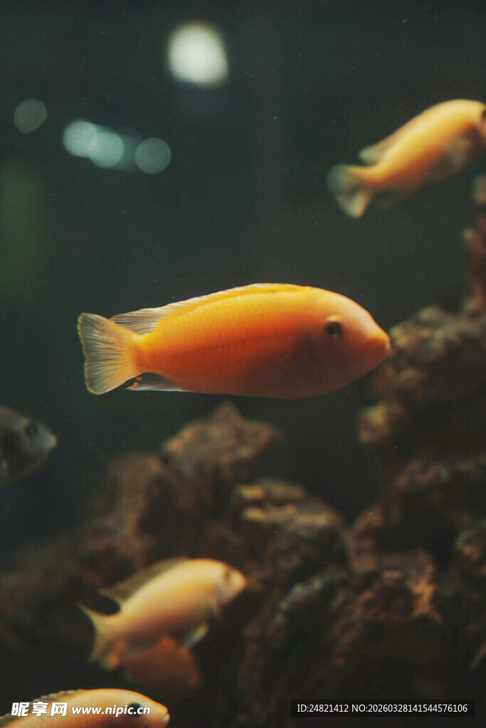 缸中游动的橙色观赏鱼