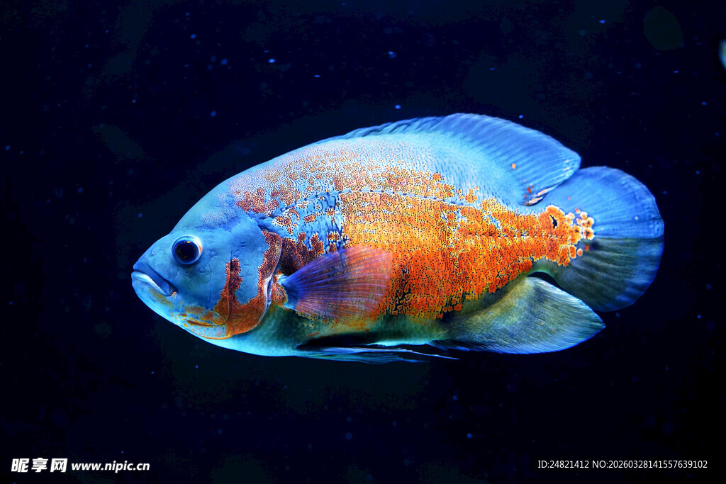 多彩斑斓观赏鱼