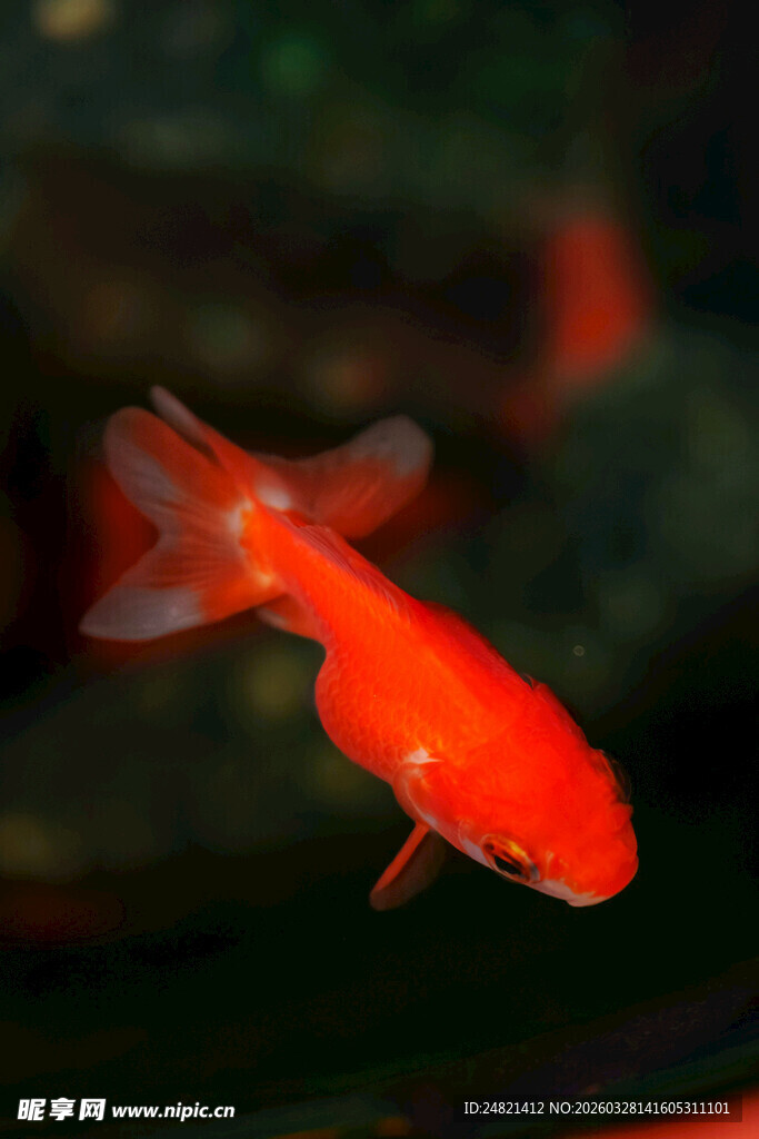 水中畅游的鲜艳红金鱼