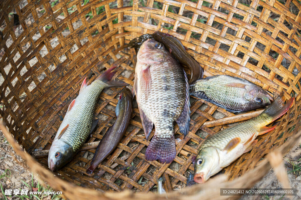 竹篮里的多彩鲜鱼