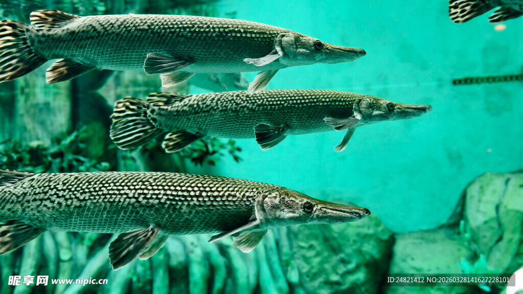水中游弋的雀鳝鱼