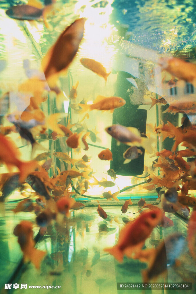 鱼缸中的多彩金鱼游动