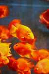 一群艳丽的观赏金鱼