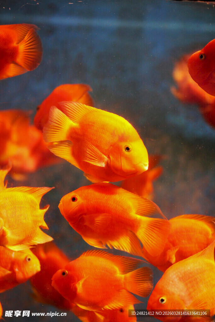 一群艳丽的观赏金鱼