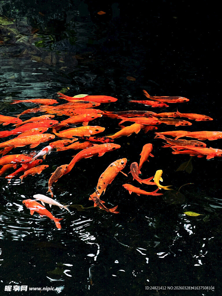 池塘中群游的鲜艳红锦鲤