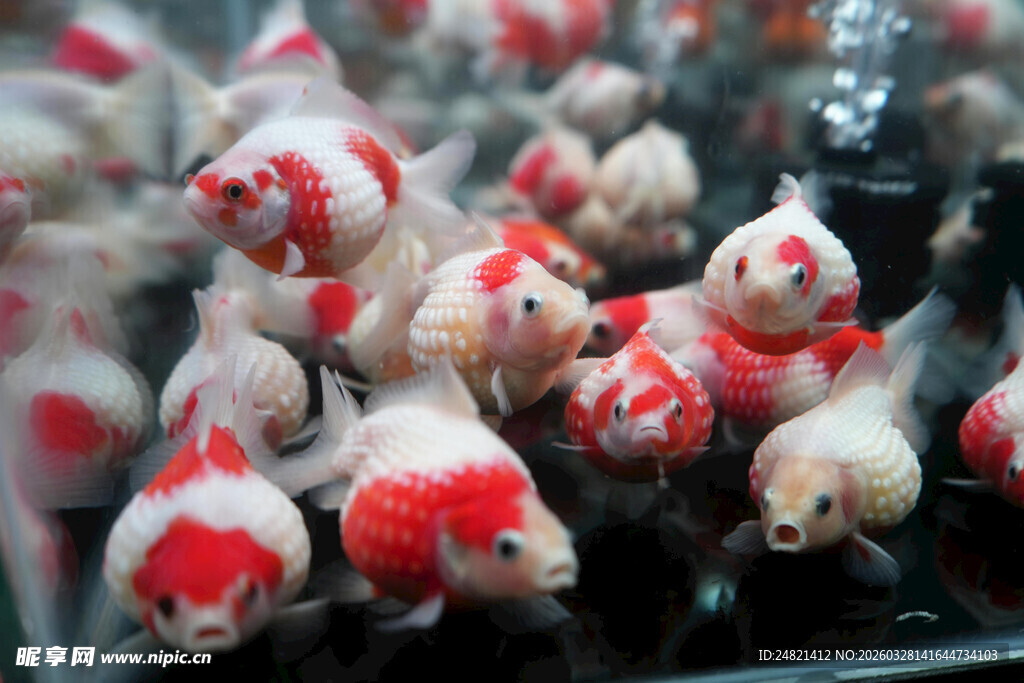 可爱红白相间小金鱼