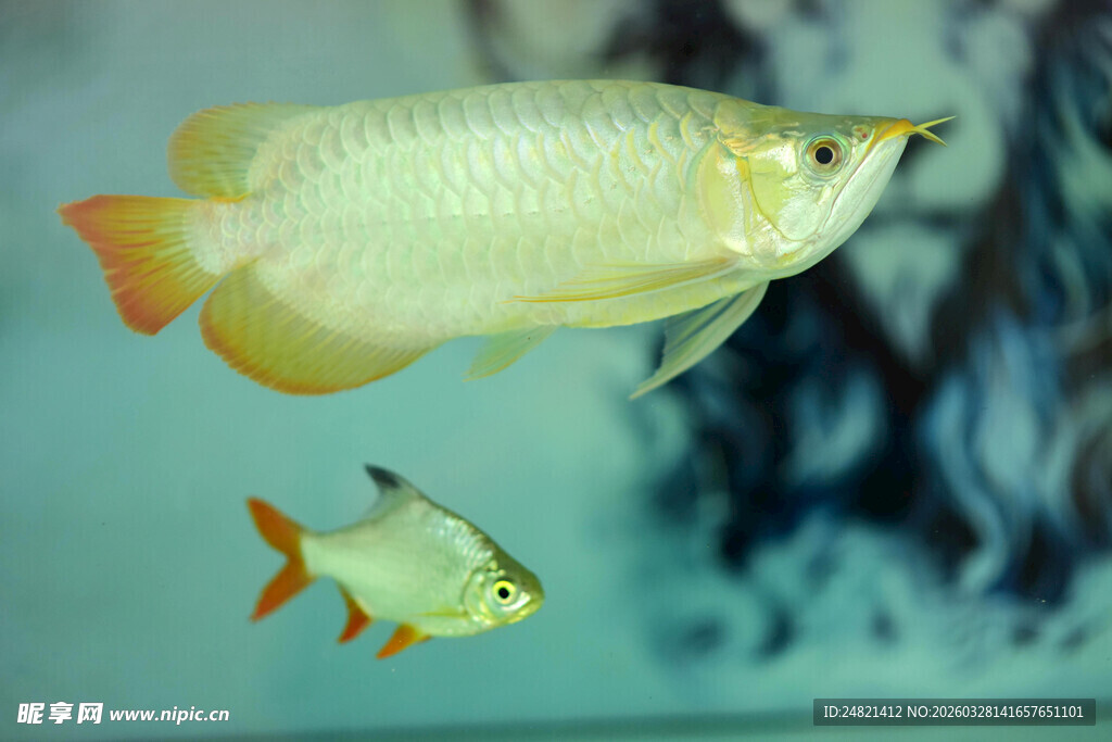 金红色龙鱼与伴游小鱼