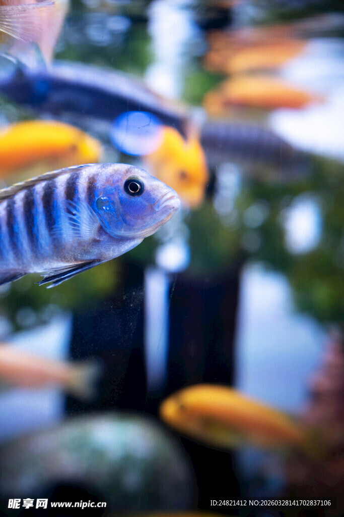 灵动条纹鱼在水中悠游