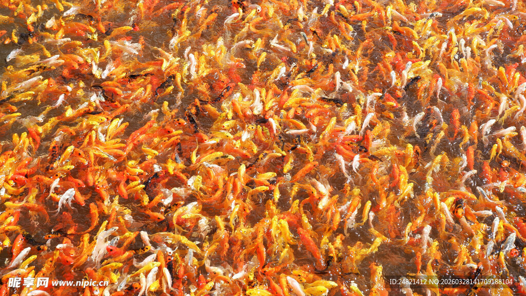 金黄落叶铺满地面的美景