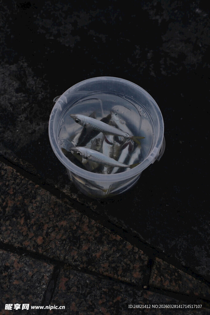 塑料碗中的小鱼