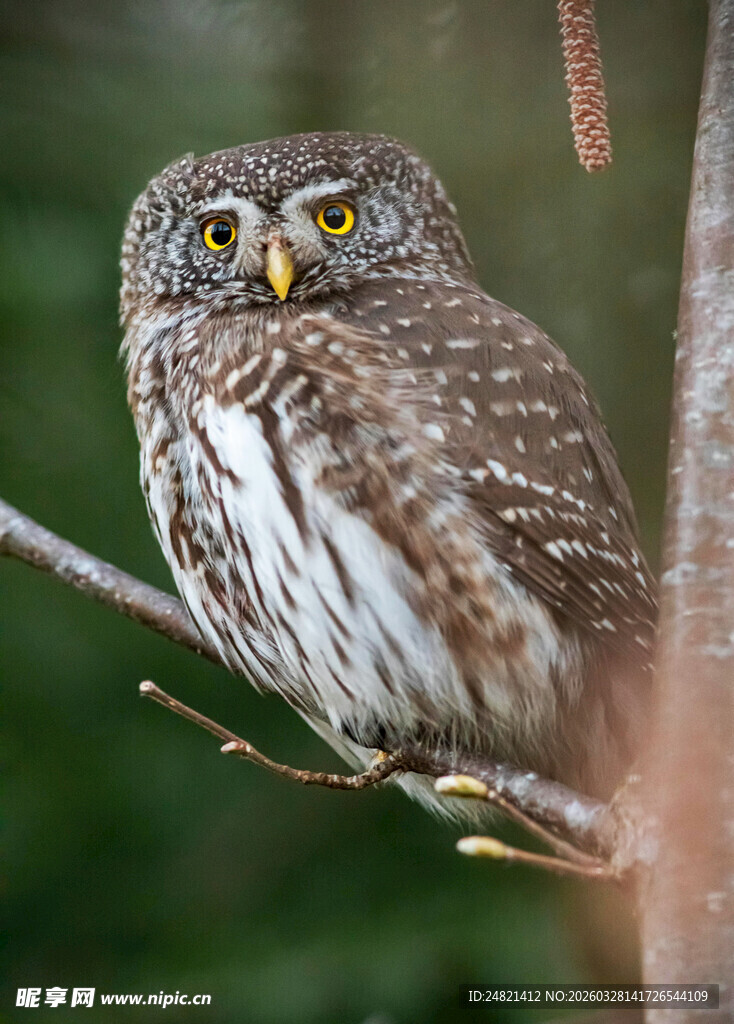 树枝上的可爱猫头鹰
