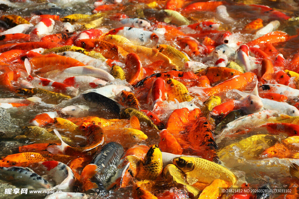 池塘中色彩斑斓的锦鲤鱼群