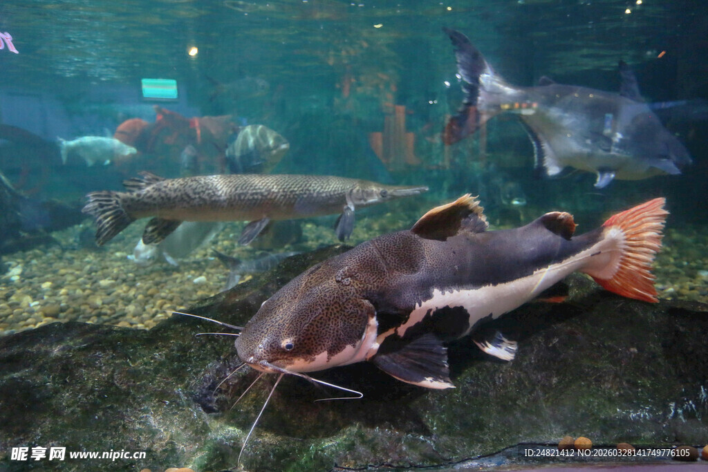 水族馆中的大型鲶鱼