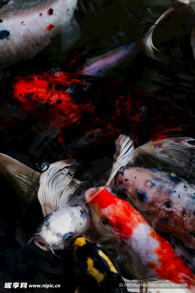 池塘中游动的多彩锦鲤