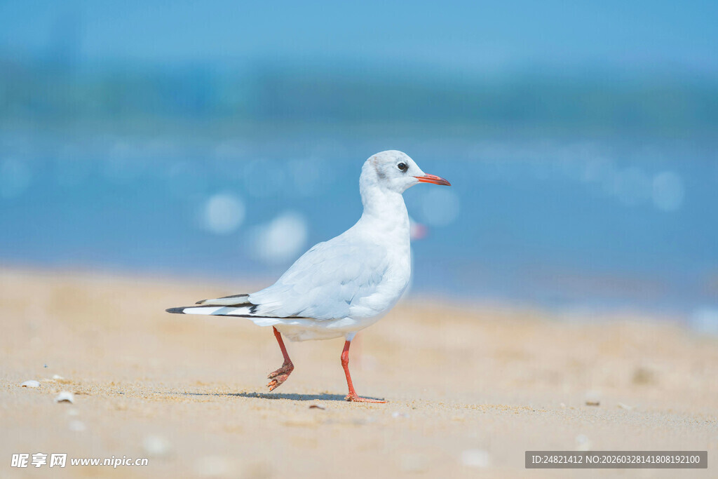 沙滩上的单只海鸥