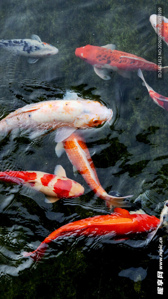 水中畅游的多彩锦鲤鱼