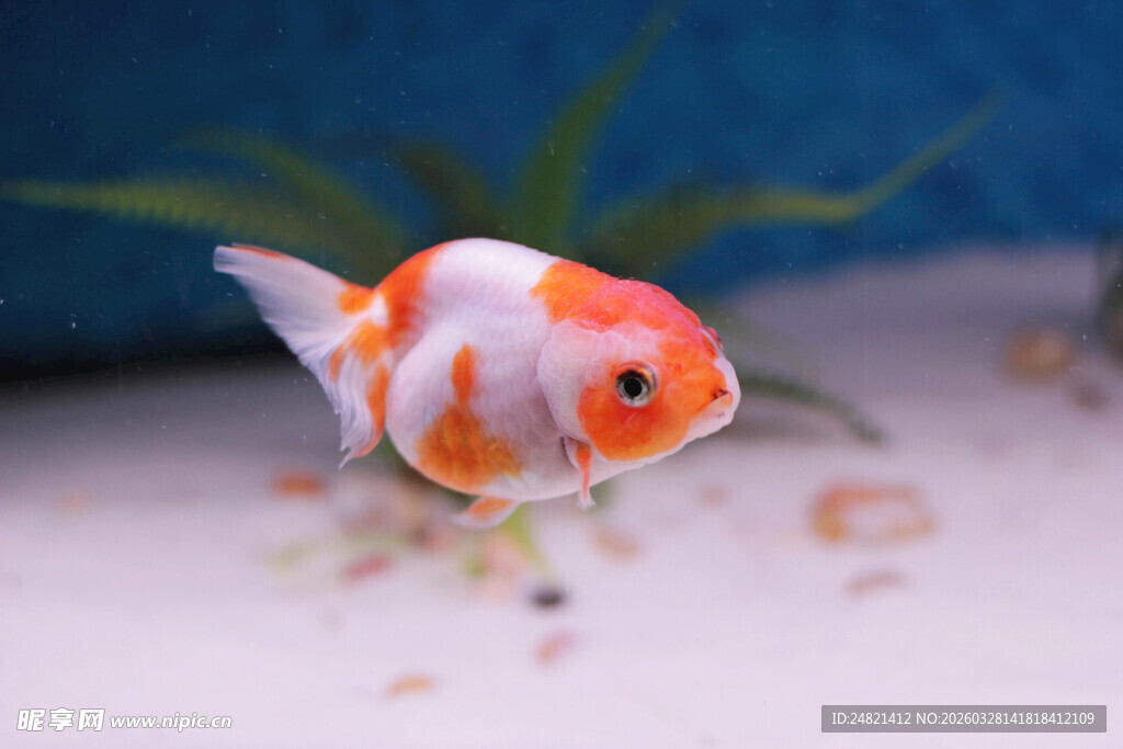 可爱金鱼特写