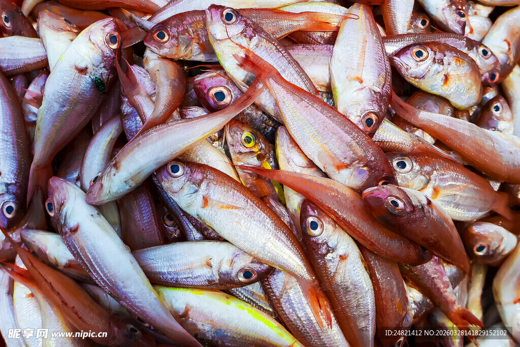 新鲜海鱼堆叠展示