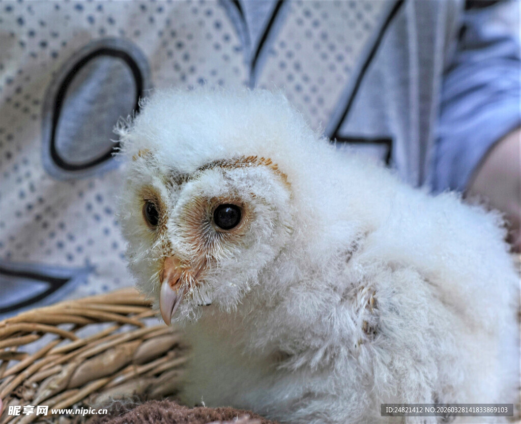 毛茸茸的小白猫头鹰