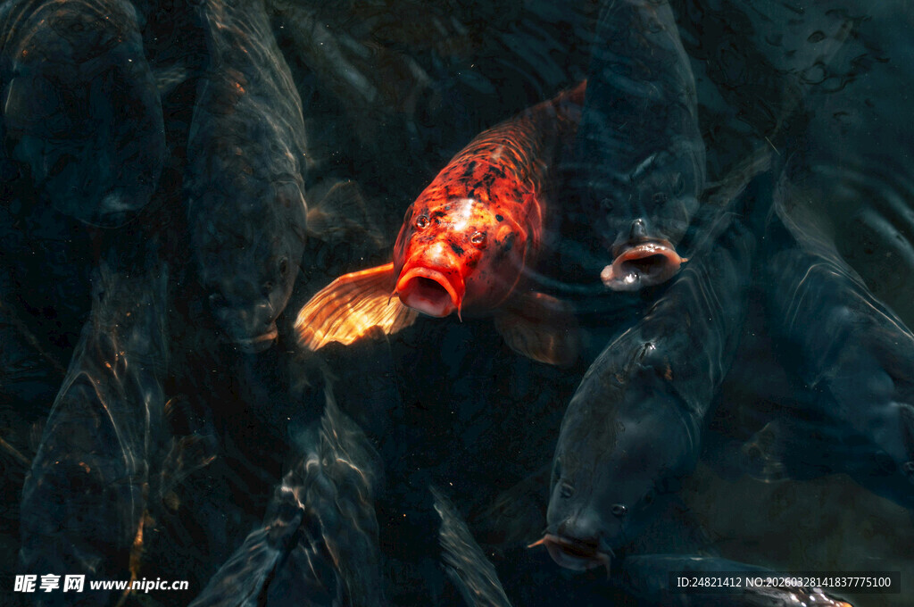 红金鱼在鱼群中独树一帜