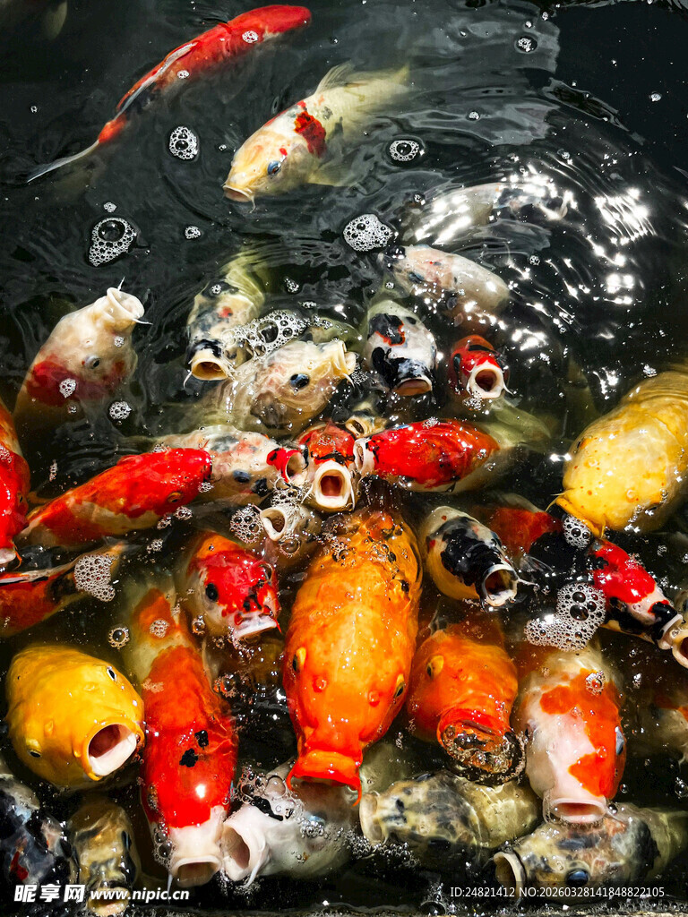 池塘中游动的多彩锦鲤