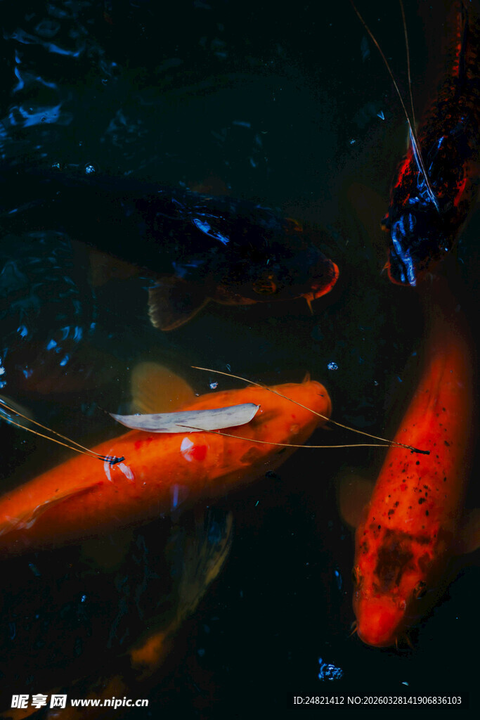 池塘中的多彩锦鲤