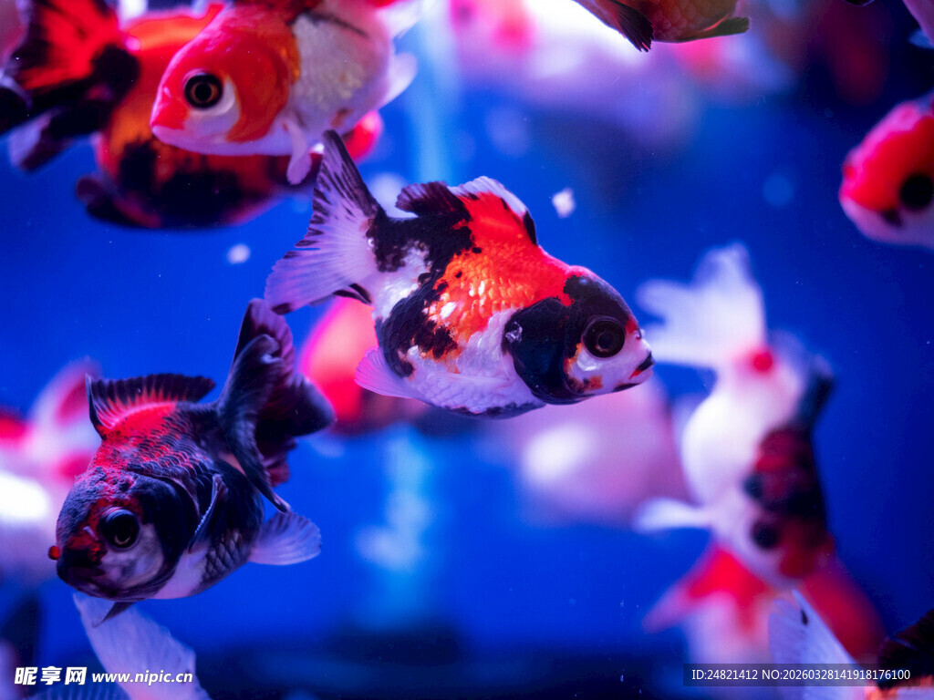 灵动锦鲤水中游