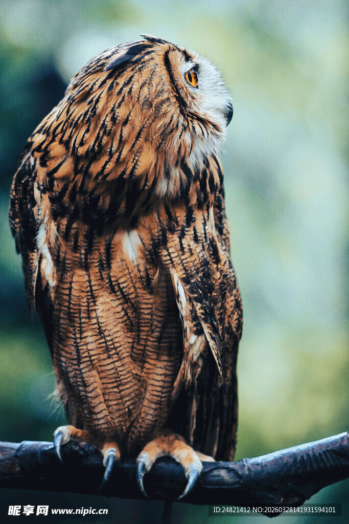 栖息枝头的棕色猫头鹰