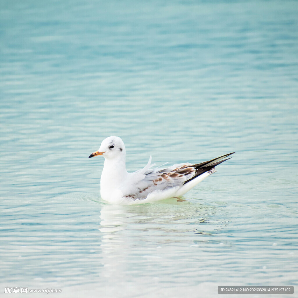 水中海鸥