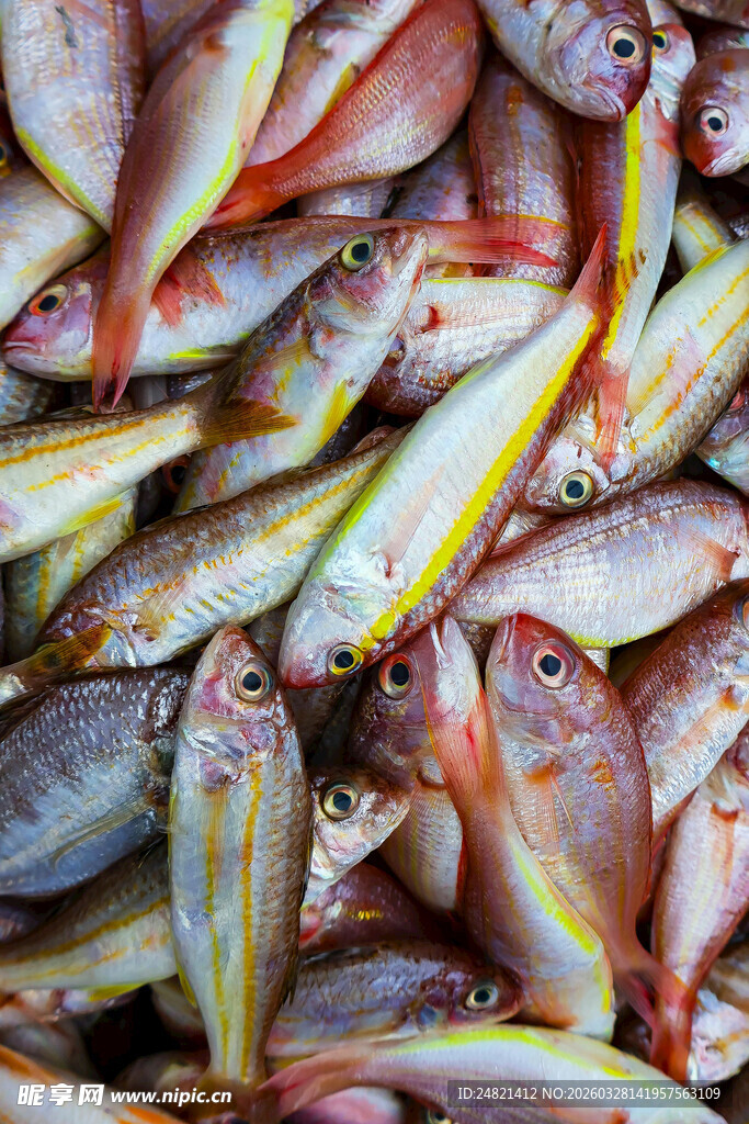 一堆色彩鲜艳的海鱼