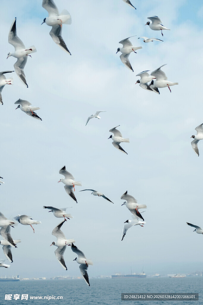 群鸟翱翔海面