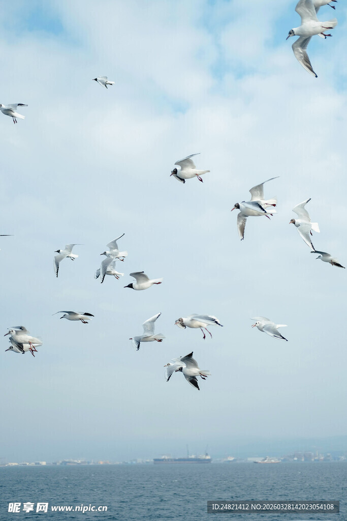 海面上群鸟翱翔的美景