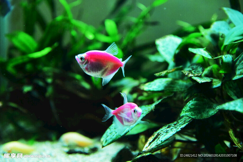 缸中粉鱼伴绿植