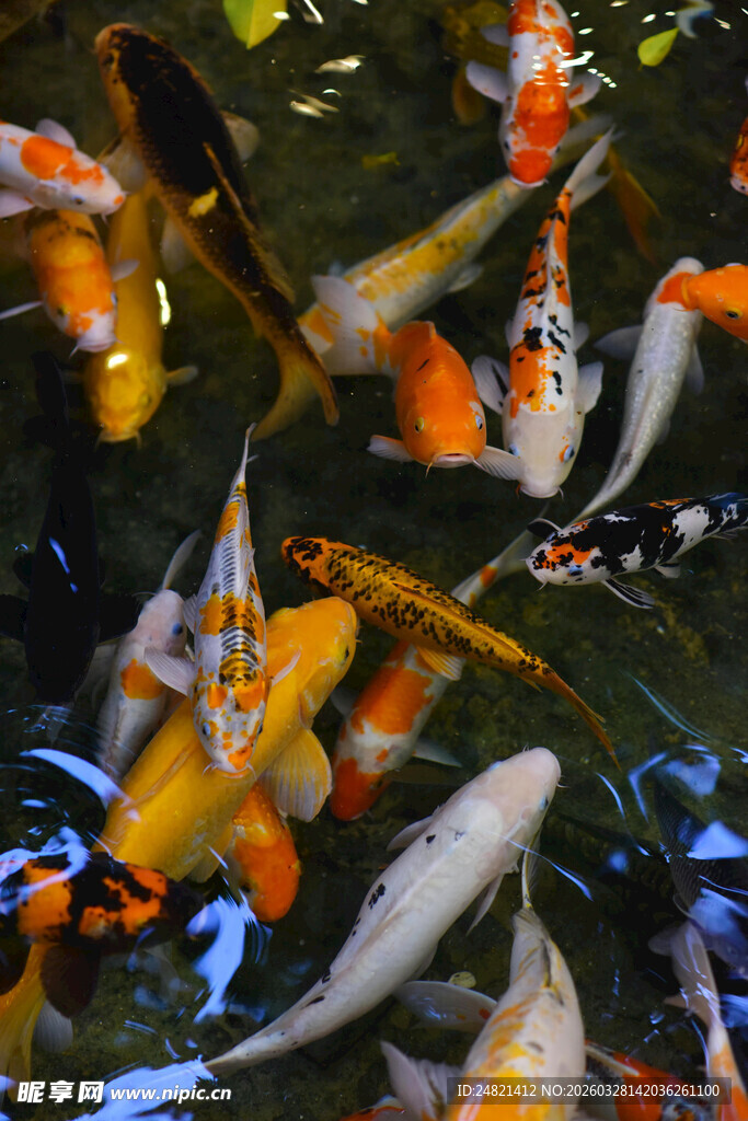 池塘中游动的多彩锦鲤