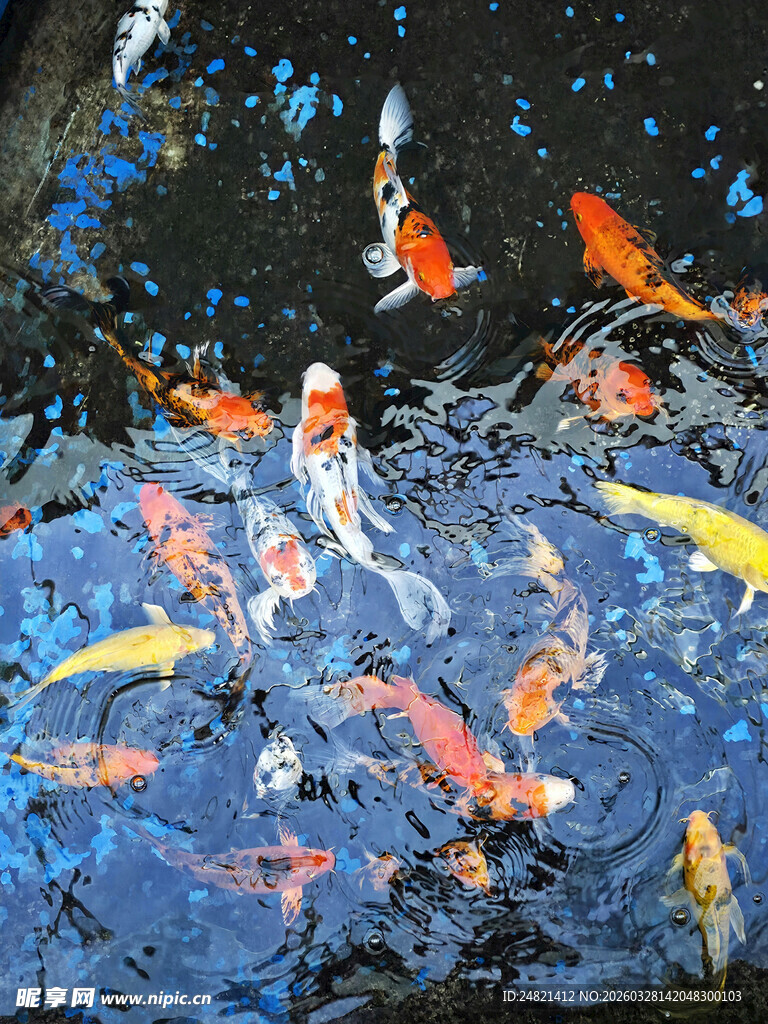 池塘中游动的多彩锦鲤